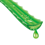 Aloe vera en pot