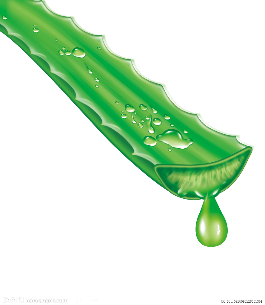 Aloe vera en pot