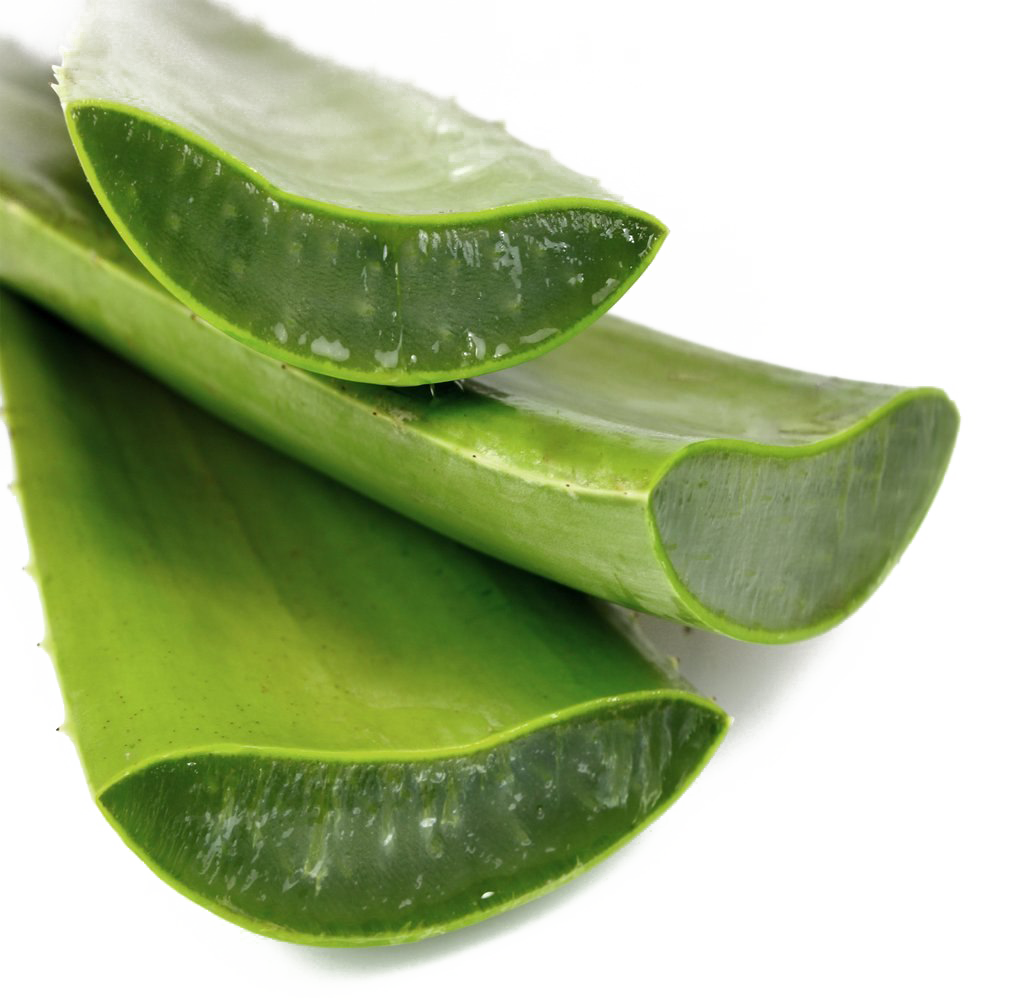 Aloe vera présentant des feuilles jaunies à cause d'un excès d'eau