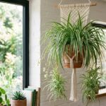 Chlorophytum comosum, plante araign?e