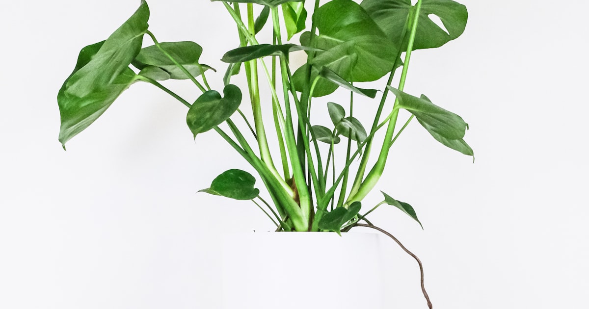 Gros plan des fenestrations graphiques sur une feuille de Monstera saine et d'un vert intense