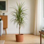 Dracaena marginata en pot placé dans une pièce lumineuse, à distance d’une fenêtre