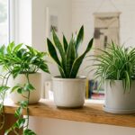 Plantes d?int?rieur r?sistantes