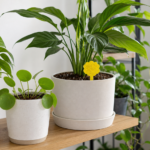 Moucherons du terreau trait?s avec un pi?ge jaune dans un pot de plante d'int?rieur.