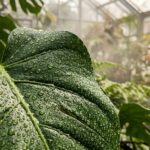 Plantes d?int?rieur pr?s d?un humidificateur