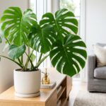 Monstera deliciosa