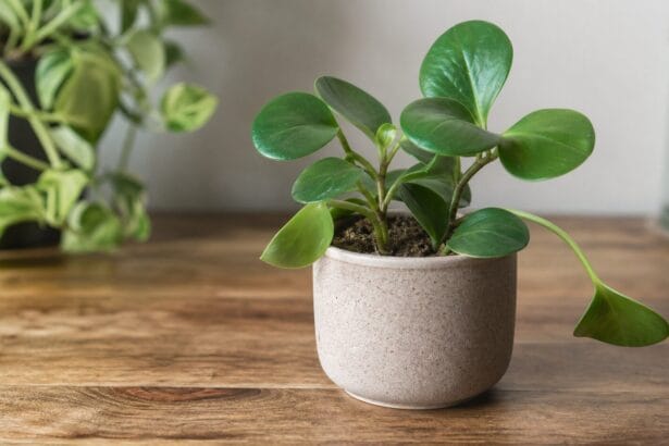 Pilea : que faire quand les feuilles tombent ?