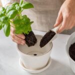 Plantation d’un jeune basilic dans un pot drainé