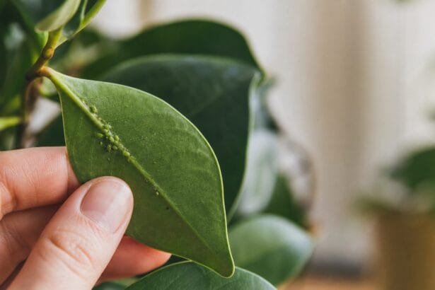 Pucerons sur une plante d'intérieur examinés de près