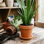 Rempotage d?un sansevieria