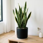 Sansevieria, plante serpent