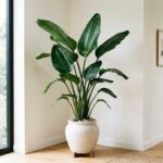 Plante sculpturale dans un int?rieur