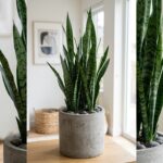 Sansevieria en pot