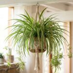 Chlorophytum dans un panier