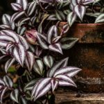 Tradescantia zebrina au feuillage violet