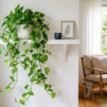 Pothos retombant