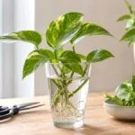 Illustration de plantes d’intérieur — visuel 4