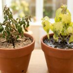 Arrosage d?une plante d?int?rieur