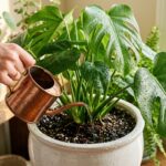 Arrosage d?un monstera