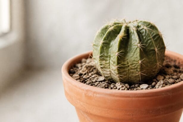 Zamioculcas aux tiges molles : que faire ?