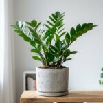 Zamioculcas, plante ZZ
