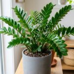Zamioculcas en pot