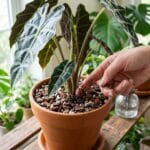 Olla terre cuite arrosage pot enterrée dans une plante verte