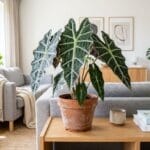 Bout de feuille marron plante d'intérieur et pointes séchées en appartement