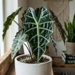 Alocasia Polly entretien et feuillage contrasté