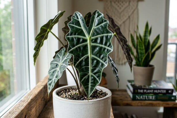 Alocasia Polly entretien et feuillage contrasté