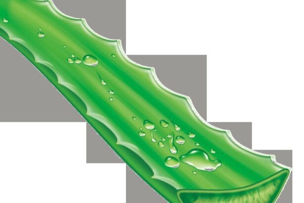 Aloe vera en pot sur un rebord lumineux