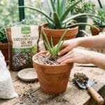 Rempotage d'un aloe vera dans un pot en terre cuite avec du terreau drainant