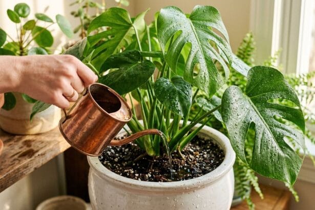 Arrosage d'un monstera en pot à l'aide d'un arrosoir
