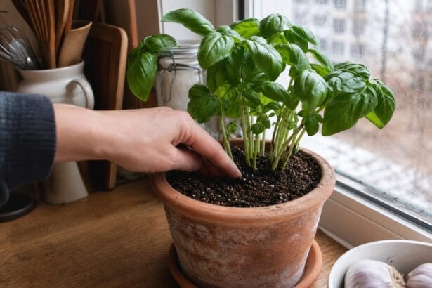 Perlite substrat bouturage mélangée au terreau pour plantes vertes