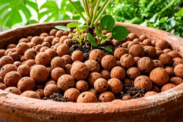 Guide pratique et conseils pour 10 plantes faciles