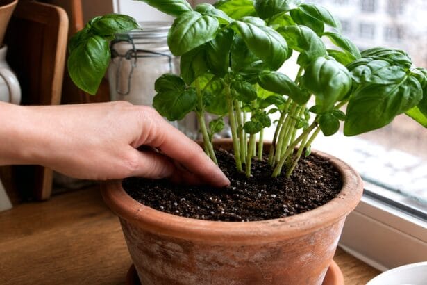 Guide pratique et conseils pour Plante ZZ Zamioculcas