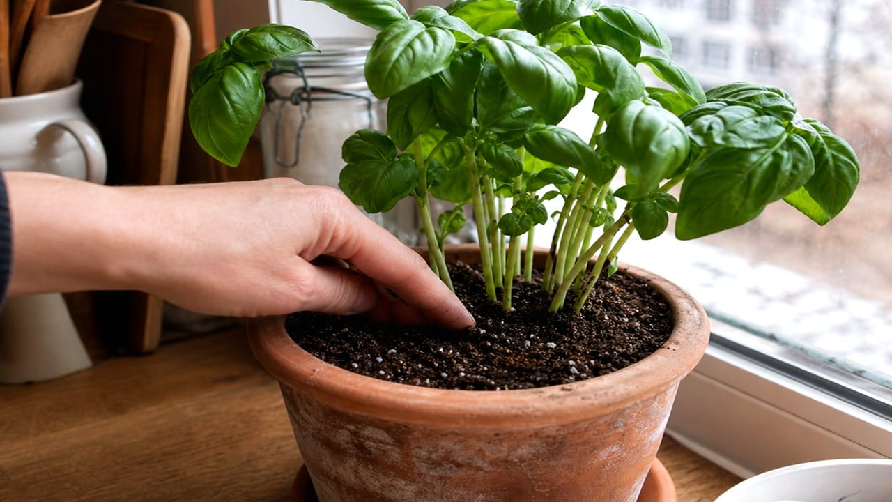 Guide pratique et conseils pour Plante ZZ Zamioculcas