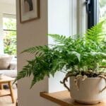 Guide pratique et conseils pour Aglaonema