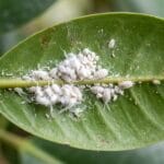Cochenilles farineuses traitement naturel sur une plante d'intérieur