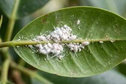 Alcool à 90 cochenille carapace traitement localisé sur feuille