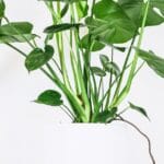 Aménagement végétal minimaliste dans une pièce de vie épurée