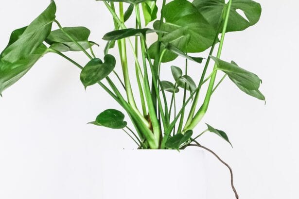 Aménagement végétal minimaliste dans une pièce de vie épurée
