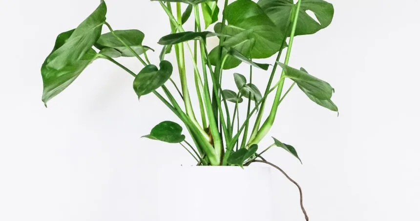 Aménagement végétal minimaliste dans une pièce de vie épurée