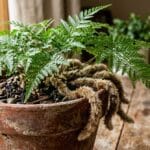 Planter radis en jardinière balcon semis et pousse rapide