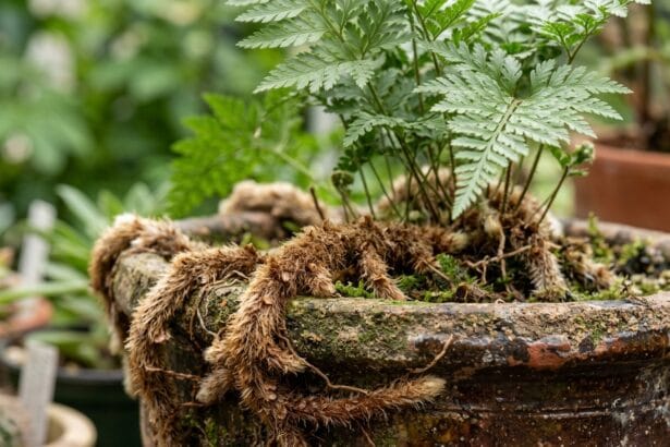 Détail des rhizomes rampants velus de la fougère patte de lapin