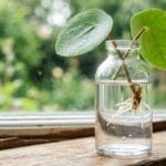 Bouture de pilea peperomioides racinée dans un flacon en verre transparent