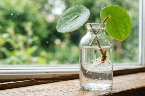 Bouture de pilea peperomioides racinée dans un flacon en verre transparent