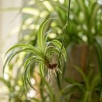 Chlorophytum plante araignée bouture suspendue avec stolons et racines