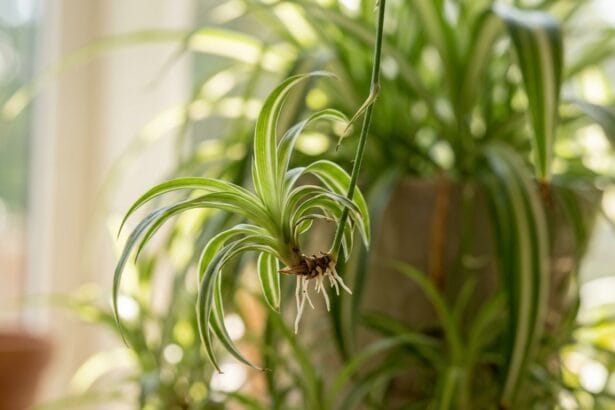 Chlorophytum plante araignée bouture suspendue avec stolons et racines