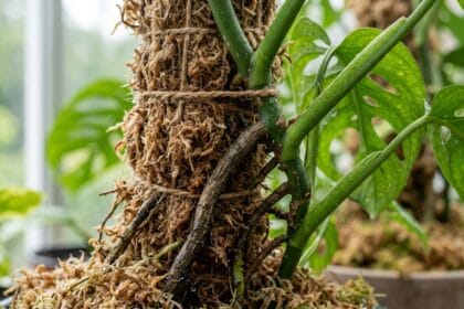 Racines aériennes d'une plante grimpante ancrées dans un tuteur en mousse humide